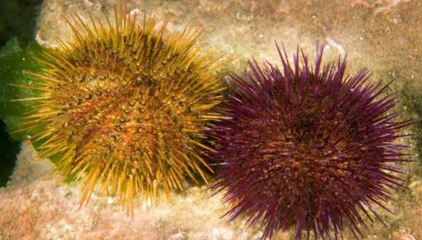 Marmarada deniz kestanesi avcılığı yeniden yasaklandı