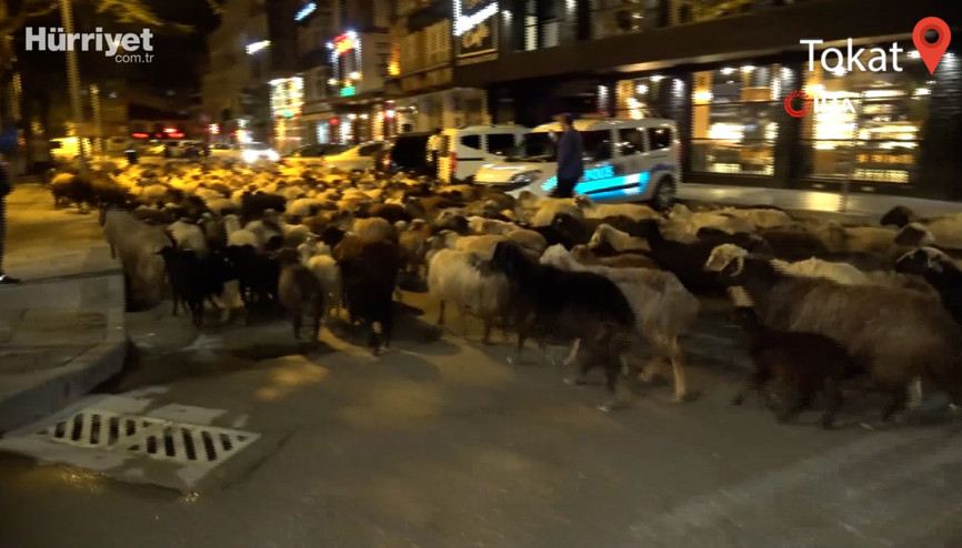 Koyun sürüsü şehir merkezinden geçti, trafik durdu
