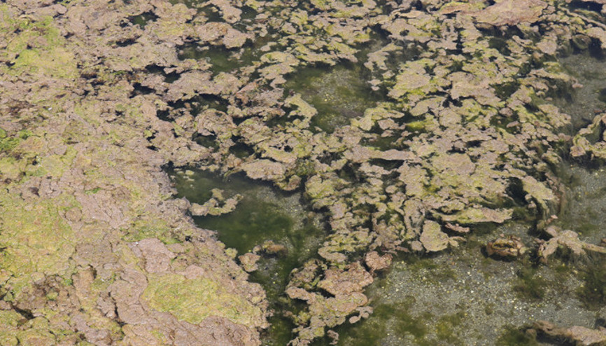 Yosunların sardığı Büyükçekmece Gölü için uyarı