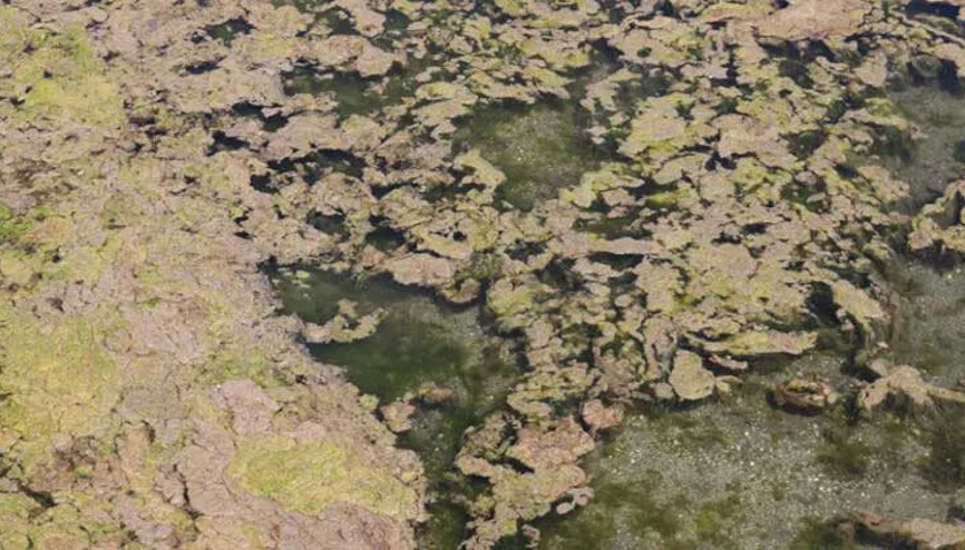 Yosunların sardığı Büyükçekmece Gölü için uyarı