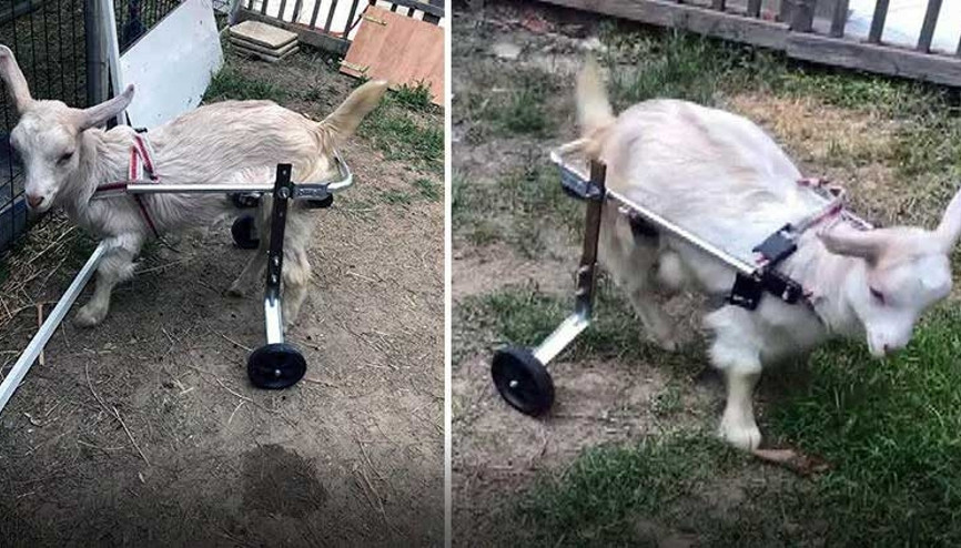 Hayat tamircisi bu kez oğlak Yıldızı yürüttü