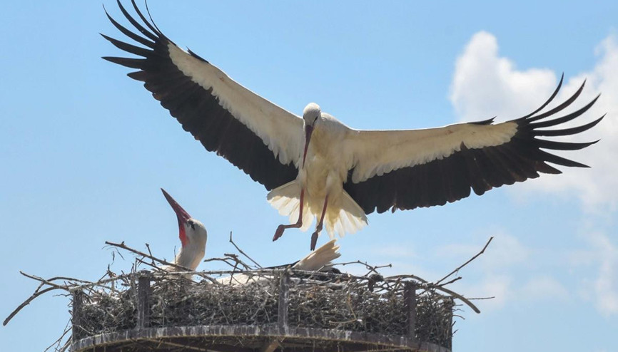 Göçmen kuşlara yuva yapıldı