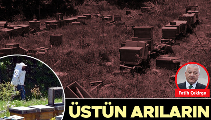 Üstün arıların genlerini çaldılar