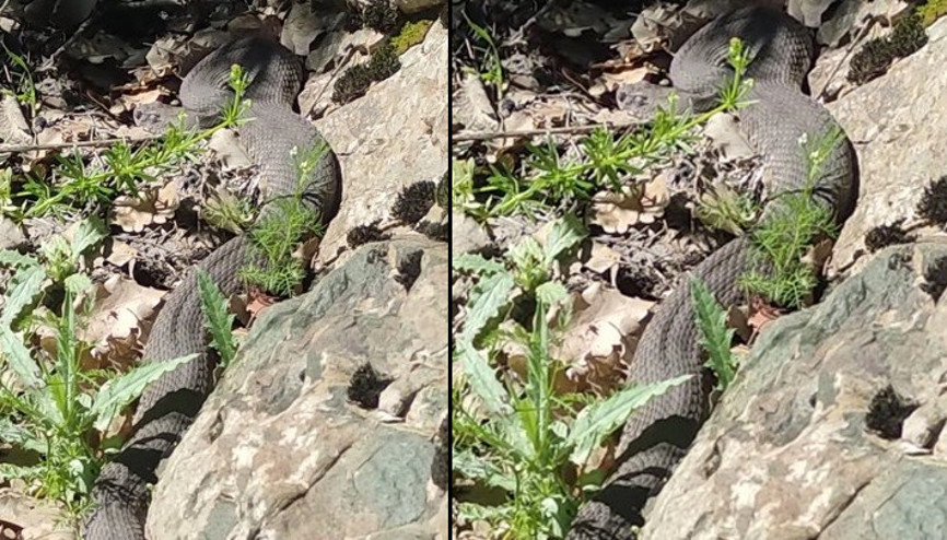 Elazığda dev yılan paniği