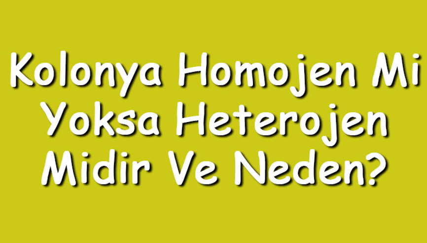 Kolonya homojen mi yoksa heterojen midir ve neden