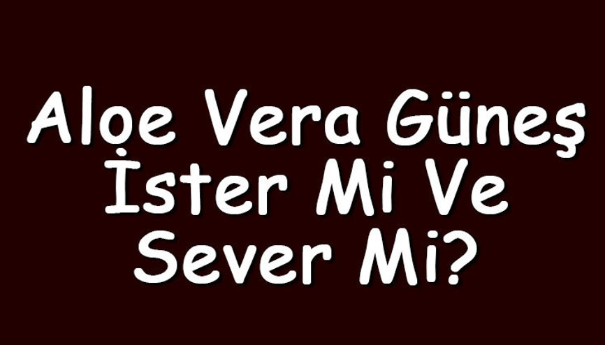 Aloe vera güneş ister mi ve sever mi Aloe vera güneş almalı mı