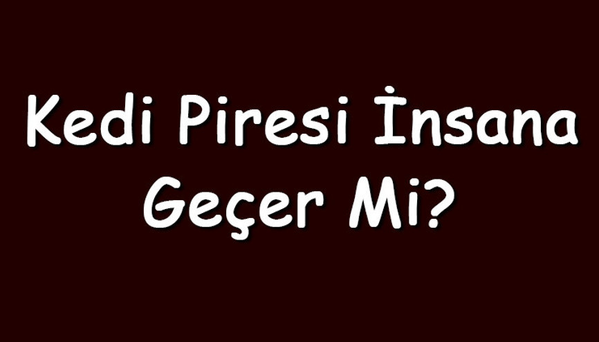 Kedi piresi insana geçer mi ve zarar verir mi Kedi biti insanda yaşar mı ve nasıl temizlenir Kedi piresi insana geçer mi ve zarar verir mi Kedi biti insanda yaşar mı ve nasıl temizlenir