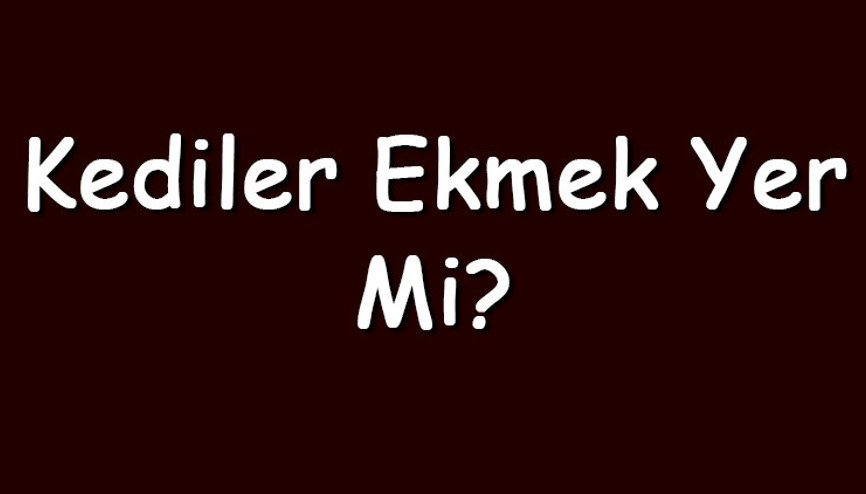 Kediler ekmek yer mi Kedi sütlü ve bayat ekmek yiyebilir mi Kediler ekmek yer mi Kedi sütlü ve bayat ekmek yiyebilir mi