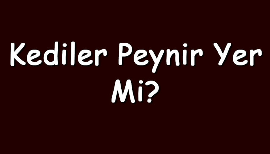 Kediler peynir yer mi Kediler krem, kaşar, beyaz, üçgen, küflü ve bozuk peynir yiyebilir mi Kediler peynir yer mi Kediler krem, kaşar, beyaz, üçgen, küflü ve bozuk peynir yiyebilir mi