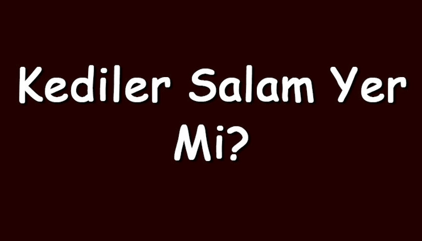 Kediler salam yer mi Sokak kedisi aç bitir ve piliç salamı yiyebilir mi