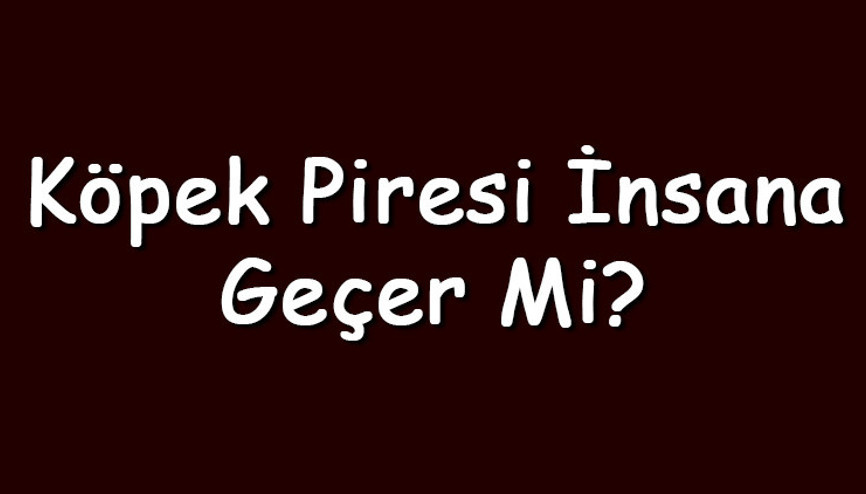 Köpek piresi insana geçer mi ve ısırır mı İnsan saçında yaşar mı ve nasıl temizlenir