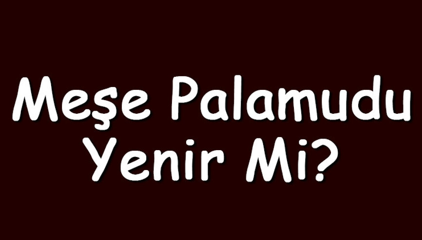Meşe palamudu yenir mi ya da nasıl yenir Meşe palamudu yemenin yararları ve zararları var mıdır Meşe palamudu yenir mi ya da nasıl yenir Meşe palamudu yemenin yararları ve zararları var mıdır