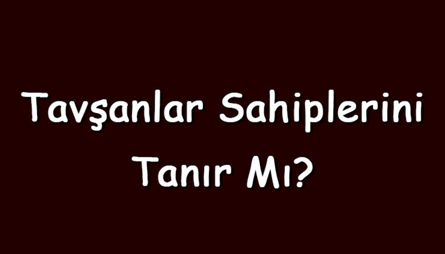 Tavşanlar sahiplerini tanır mı ve unutur mu Tavşanlar sahiplerine nasıl alışır ve yalar Tavşanlar sahiplerini tanır mı ve unutur mu Tavşanlar sahiplerine nasıl alışır ve yalar