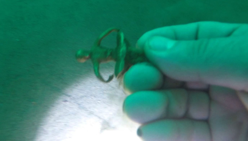 Akçakale Kalesinin kalıntıları deniz altından çıkıyor 80 metreye ulaşan derinlikte bulundu