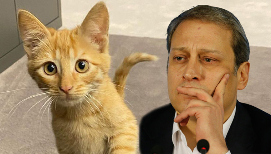 Son Dakika: Galatasarayda uğur denemeleri tutmadı Başkan Burak Elmasın sahiplendiği kedi Simba gönderildi...