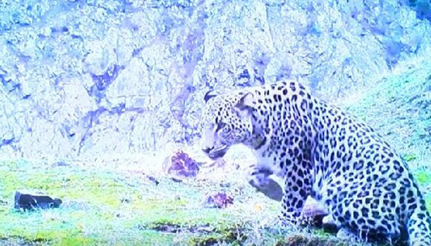 Bakan Kirişci: Anadolu leoparı, tekrar görünmeye başladı