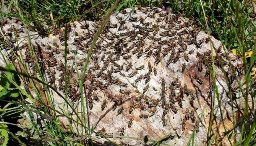 Çekirgeler çiftçilerin korkulu rüyası oldu Çekirgeler çiftçilerin korkulu rüyası oldu