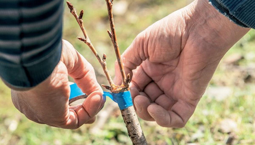 10 bin ağaca Ankara armudu aşısı