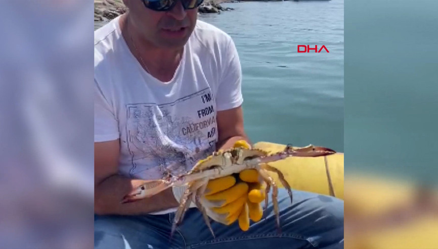 Hayalet ağa takılan yengeç kurtarıldı