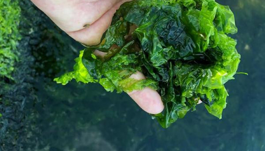 İzmir Körfezi, marul tarlasına dönüşüyor İzmir Körfezi, marul tarlasına dönüşüyor