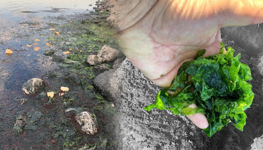 İzmir Körfezinde endişelendiren görüntüler: Deniz marulu istilası Uzman isim böyle uyardı İzmir Körfezinde endişelendiren görüntüler: Deniz marulu istilası Uzman isim böyle uyardı