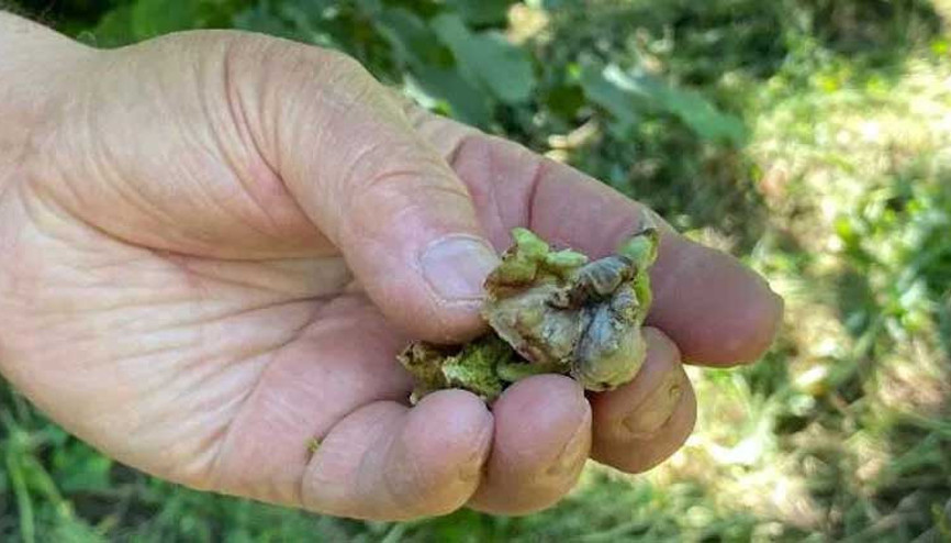 Doğu Karadenizde fındığı don vurdu, zarar tespiti başlatıldı