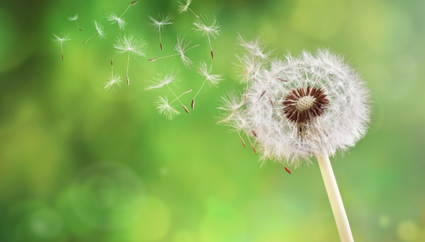 Polenler ne zaman biter Polen alerjisine iyi gelen yöntemler