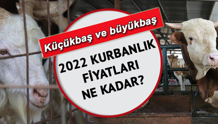 Kurbanlık fiyatları ne kadar, belli oldu mu 2022 küçükbaş ve büyükbaş kurbanlık fiyatları için açıklamalar
