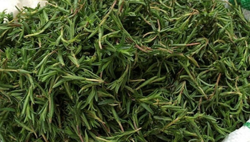 Zahter nedir, ne demek ve faydaları nelerdir