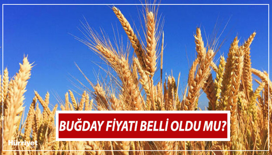 Buğday alım fiyatları 2022 ne zaman açıklanacak, taban fiyatlar belli oldu mu Tarım ve Orman Bakanlığından açıklama
