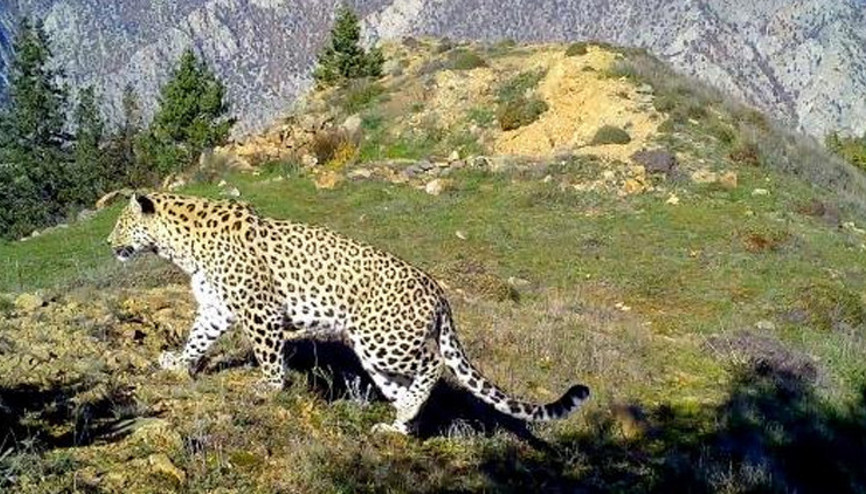 48 yıl sonra yeniden görülmüştü Böyle tespit edilmiş