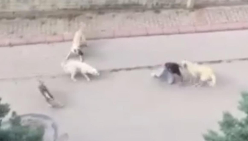 Şans eseri kurtuldu