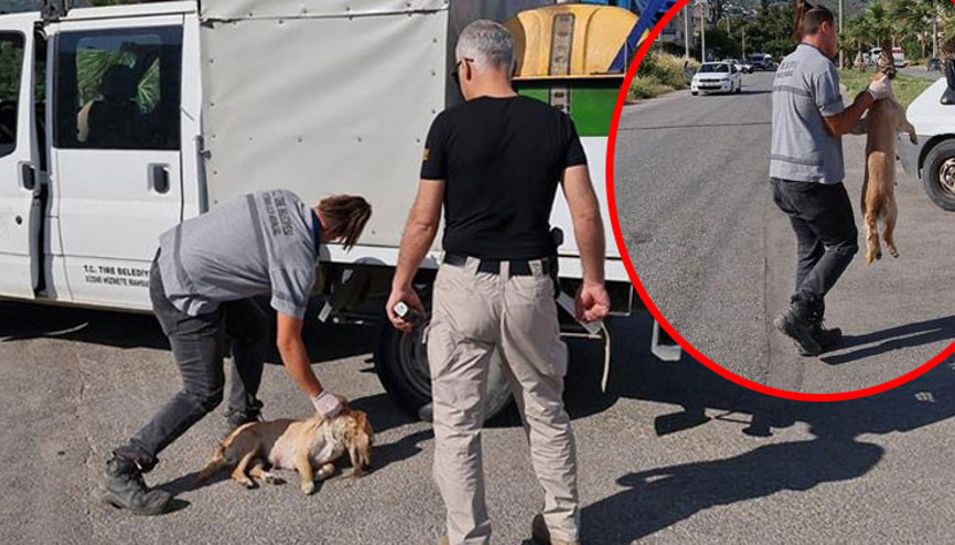 İzmirde 8 hayvan zehirlenerek öldürüldü