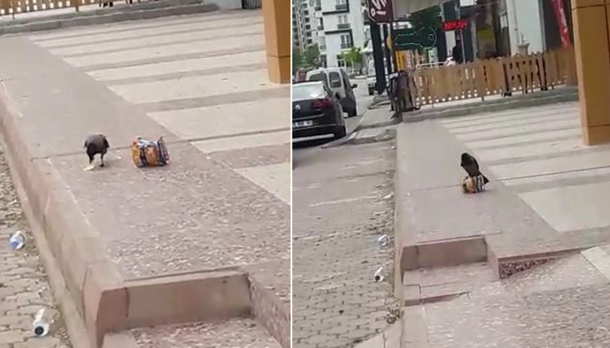 Cips hırsızı karga kameralara yakalandı