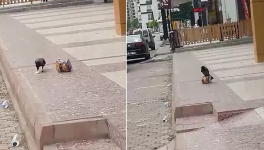 Cips hırsızı karga kamerada
