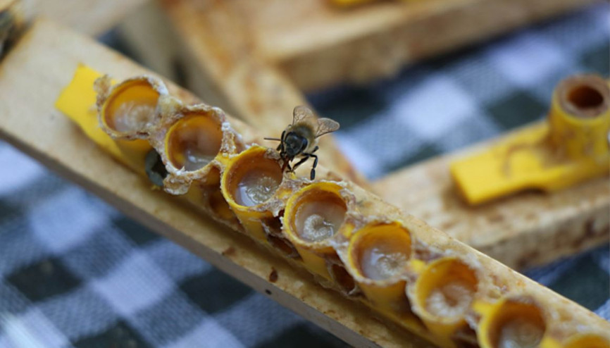 Servet değerinde: Kilosu 15 bin TL