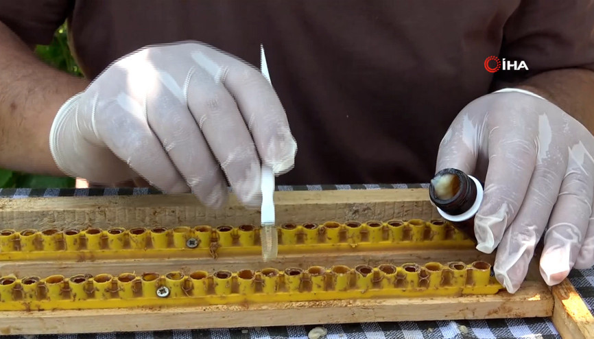 Arı sütü servet değerinde