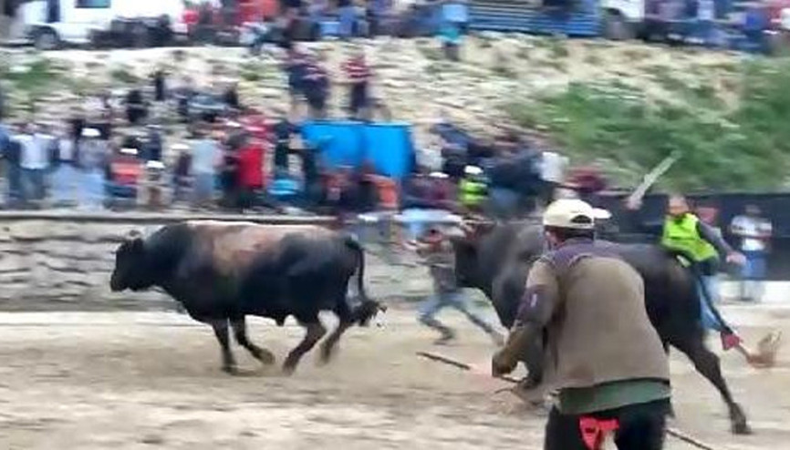 Rizede panik anları: Arenadan kaçan boğalar seyircilerin arasına daldı