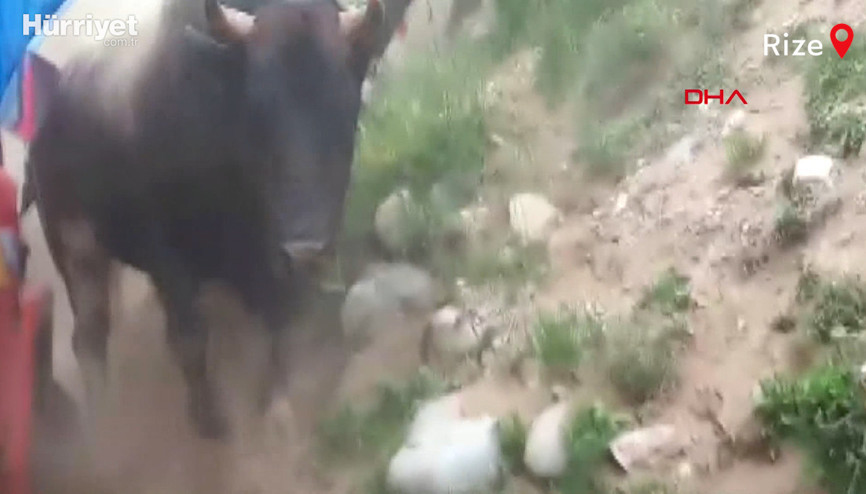 Arenadan kaçan boğalar seyircilerin arasına daldı
