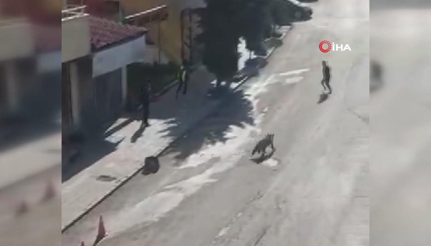 Sarıkamış merkezine inen boz ayı paniğe neden oldu