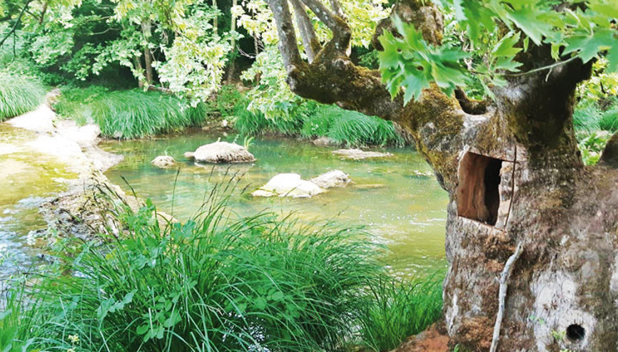 Asırlık çınarı oydular