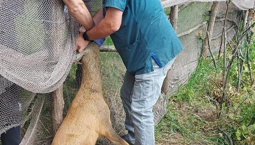 Ordu’da tarlada ağa takılan karaca kurtarıldı
