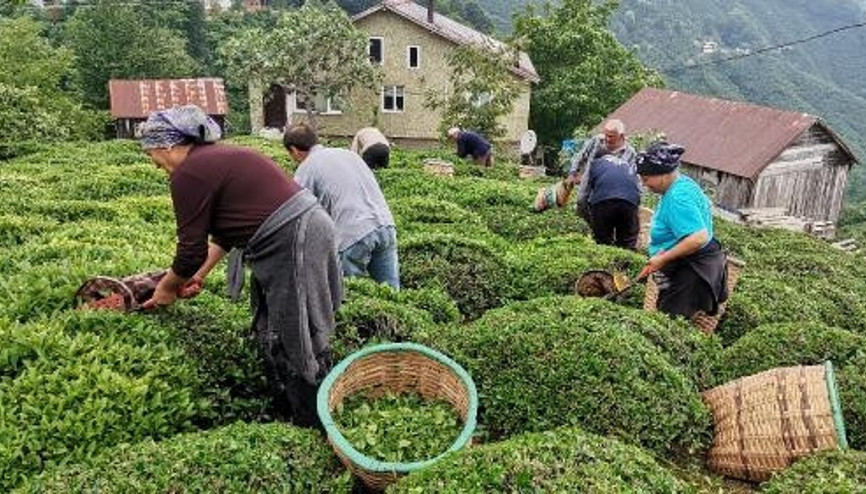 Ordu’da çay hasadı başladı