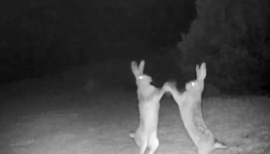 Tavşanların kavgası fotokapana böyle yansıdı