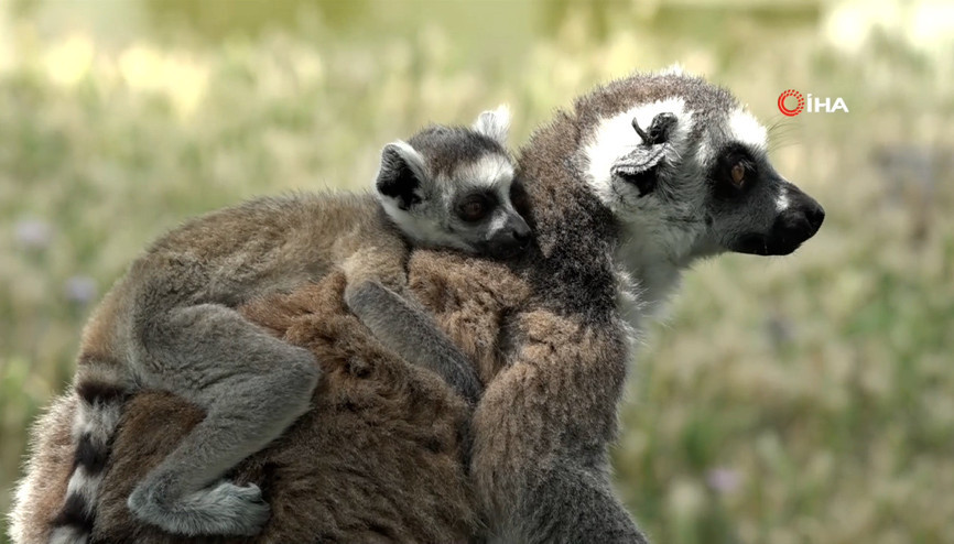 Bursa Hayvanat Bahçesindeki lemur ailesine 6 yavru katıldı