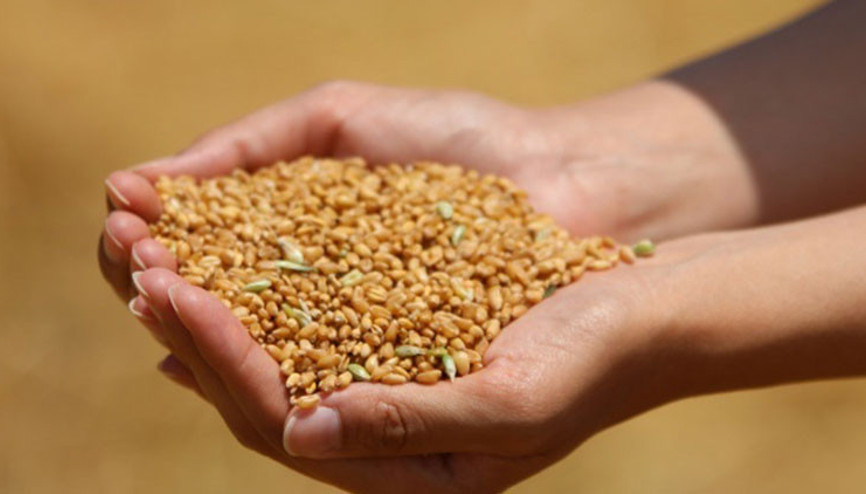 ‘Yağışlı havalar hububatta verimi arttıracak’