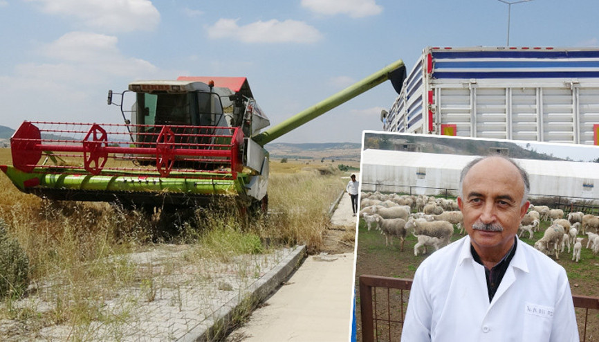 Bu üniversite kuzularının yemini de kendi yetiştiriyor