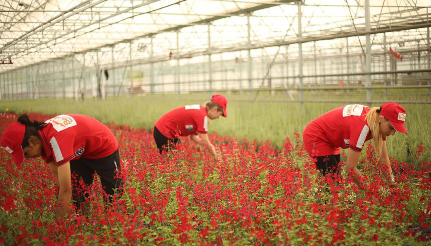 12 bin metrekarede aromatik bitkiler yetiştirilecek 12 bin metrekarede aromatik bitkiler yetiştirilecek