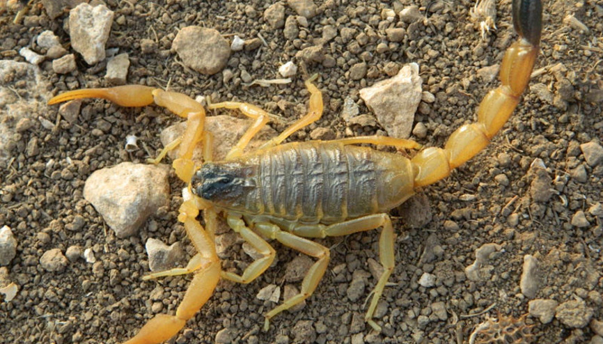 Düz duvara bile tırmanıyorlar| Akrep mevsimi geldi... Sokarsa ne yapılmalı İşte doğru bilinen yanlışlar