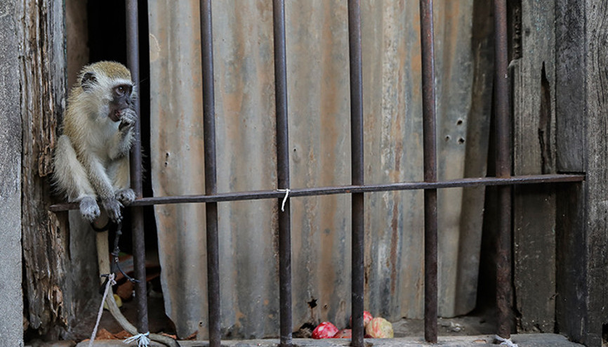 Tanzanya’da maymunların kaçırdığı 1 aylık bebek öldü